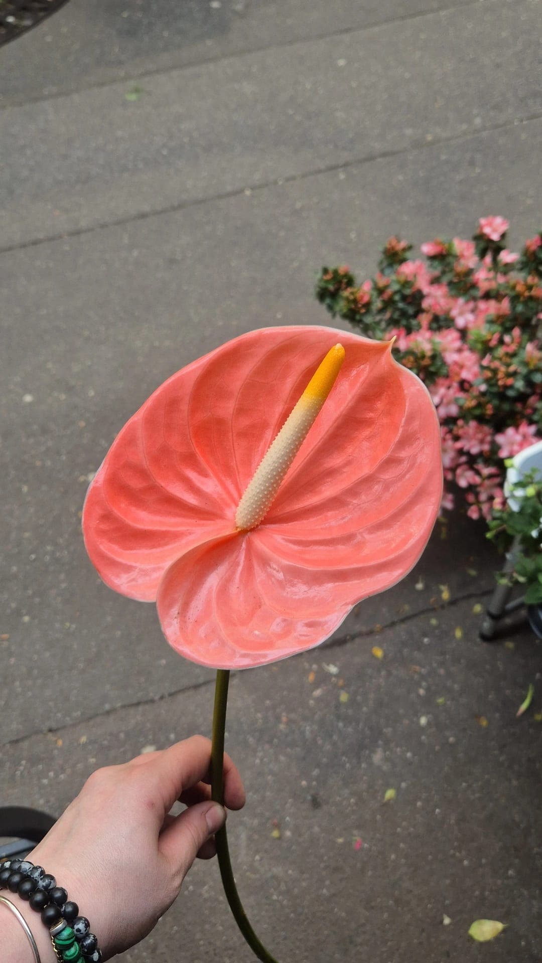Anthurium