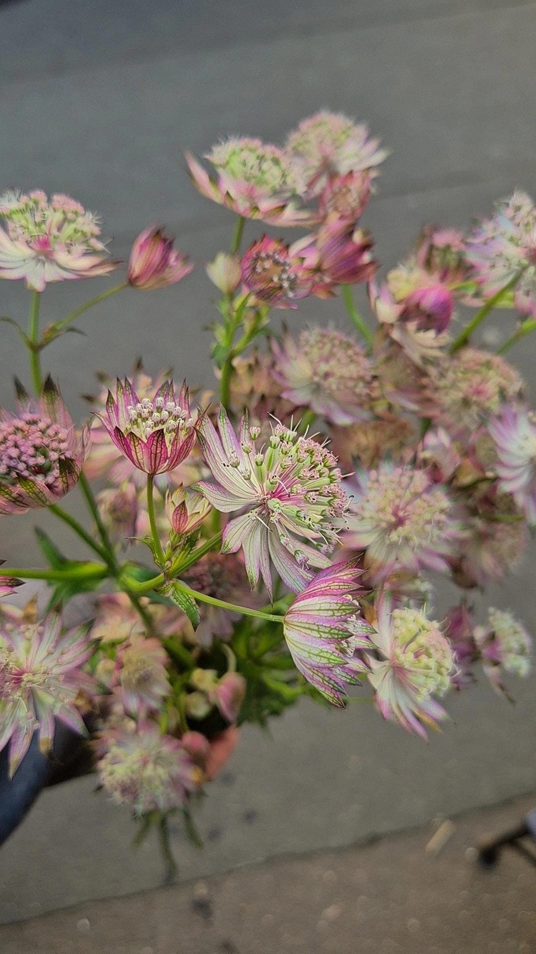 Astrantia (Rose)