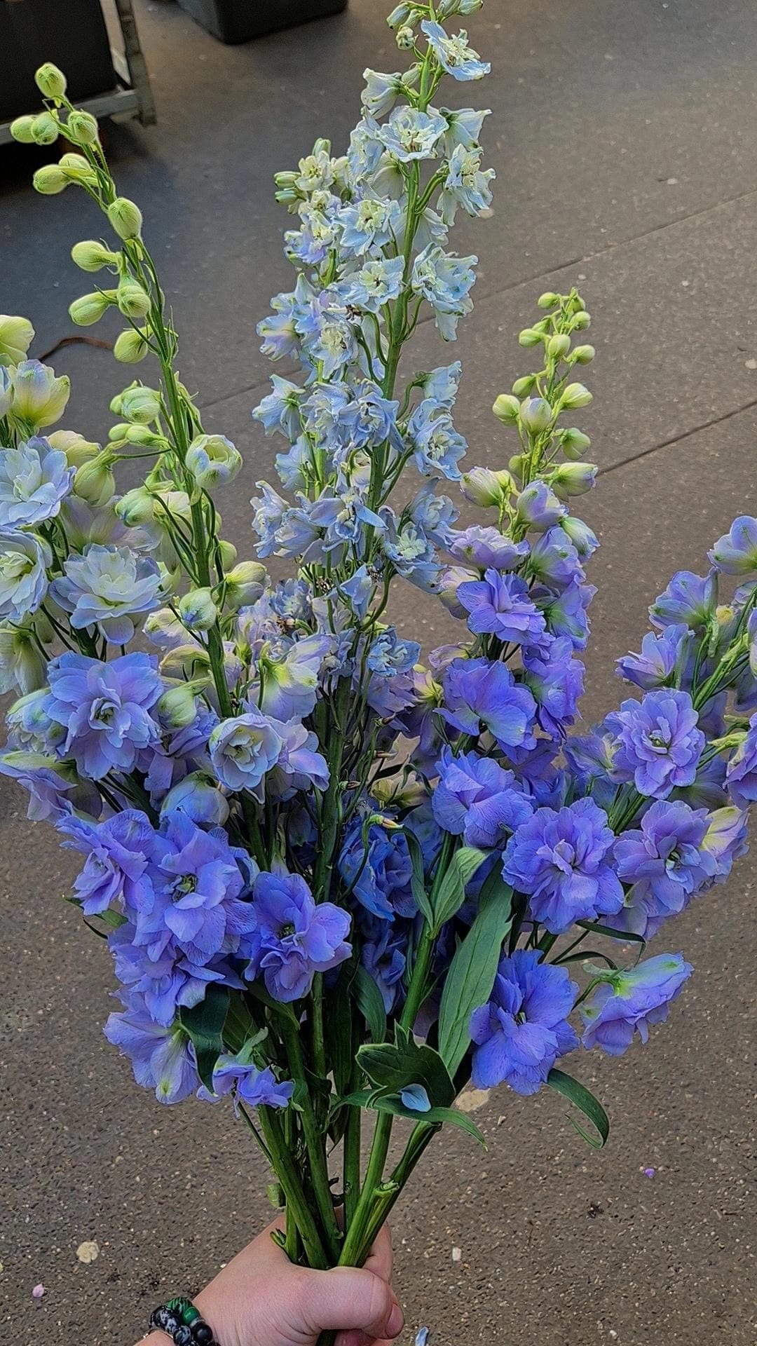Delphinium