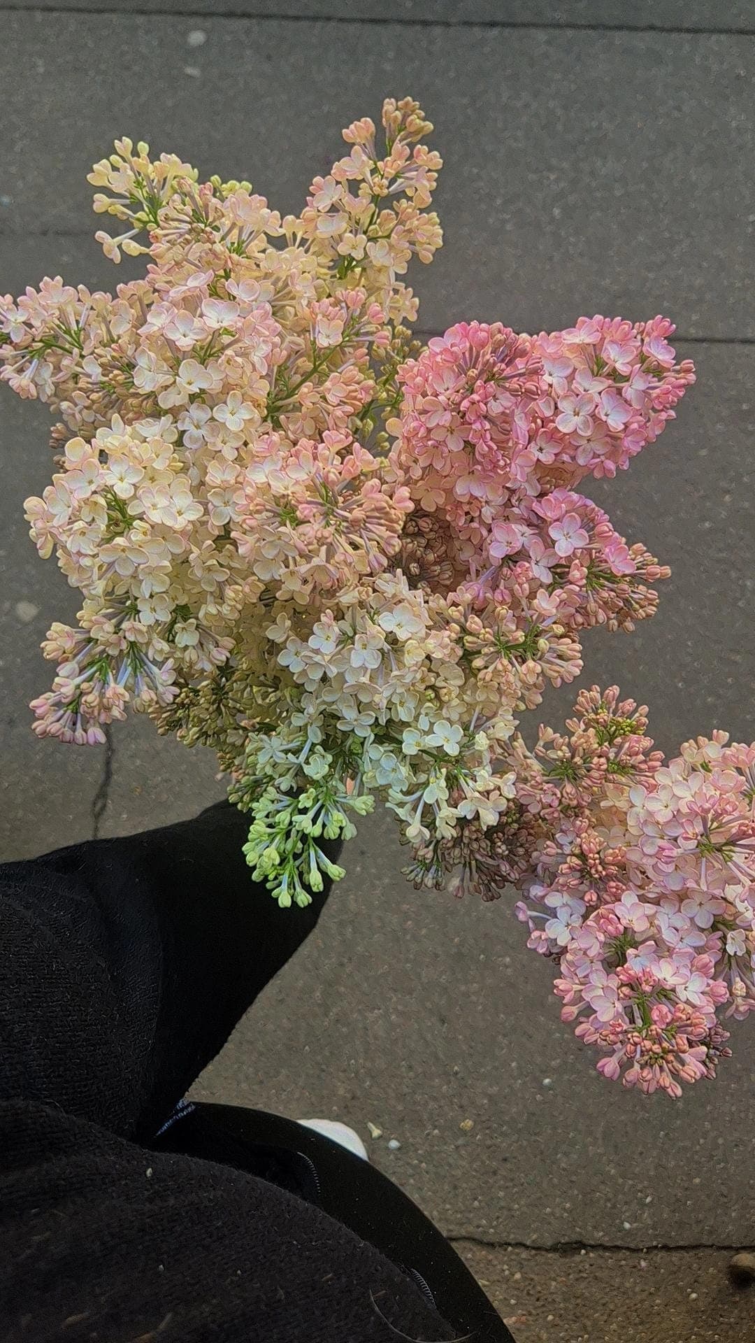 Lilas