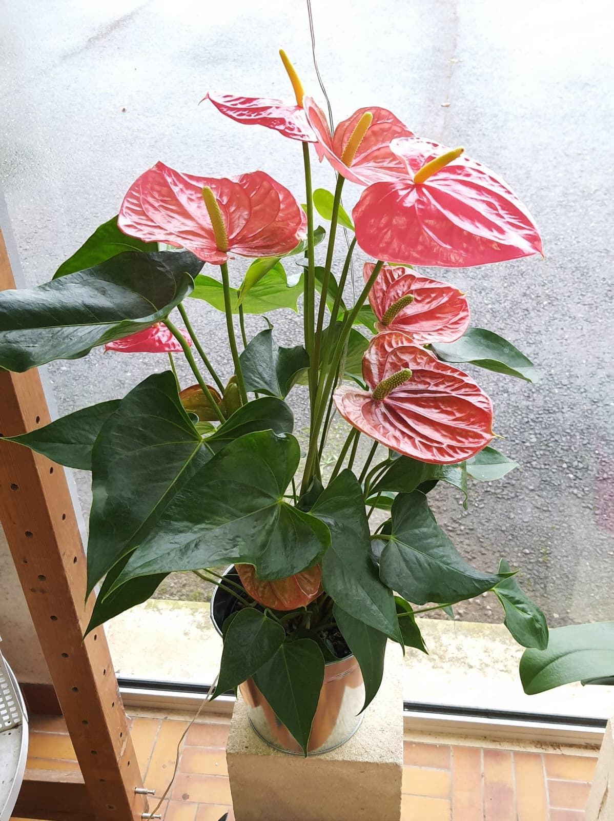 Anthurium miniature 2