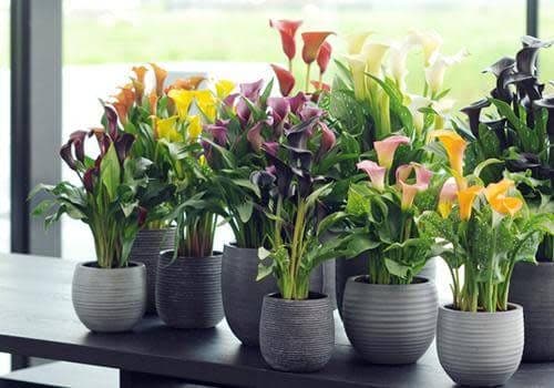 Photo de Calla