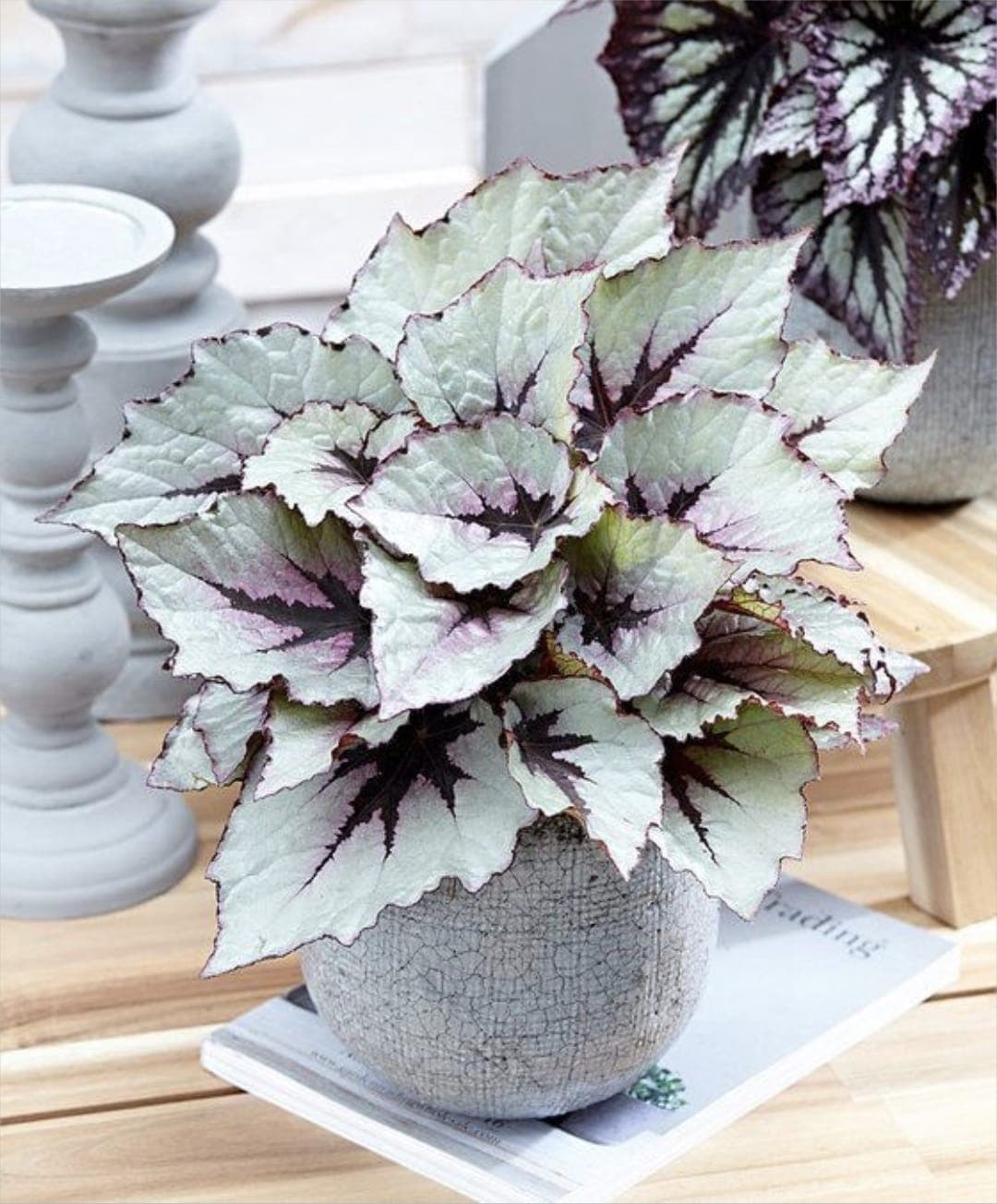 Photo de Begonia