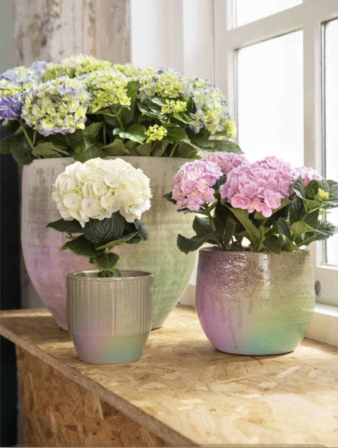 Photo de Hortensia