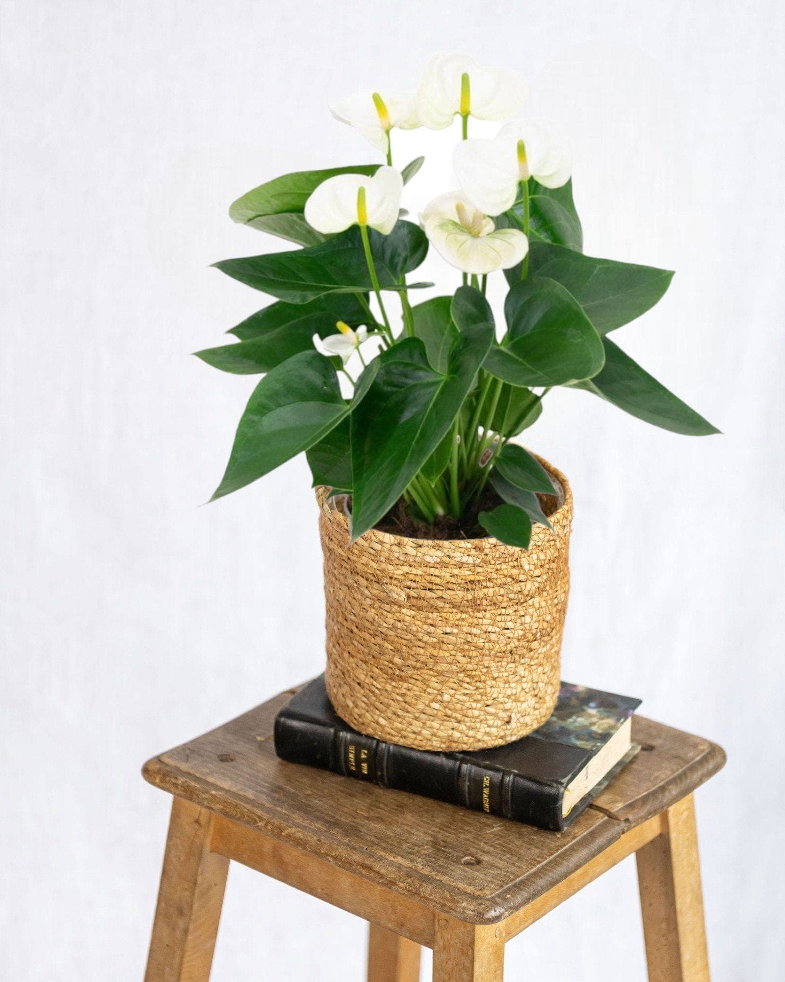 Anthurium miniature 3