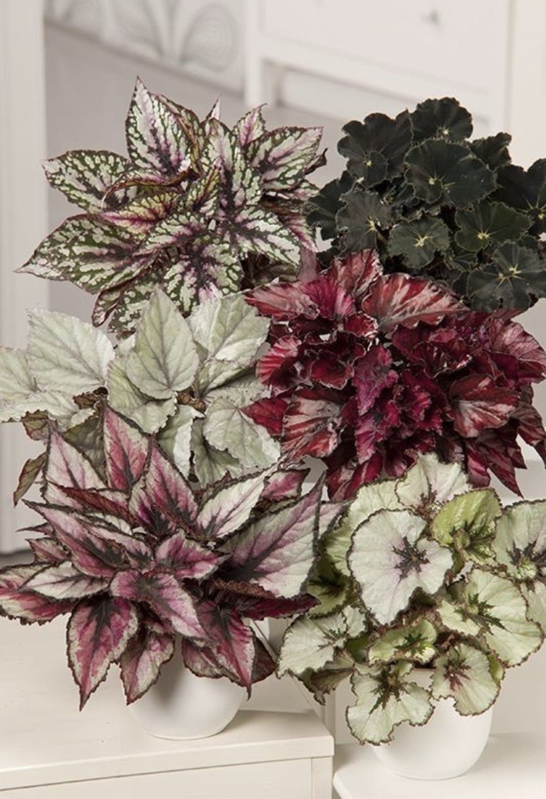 Begonia miniature 2