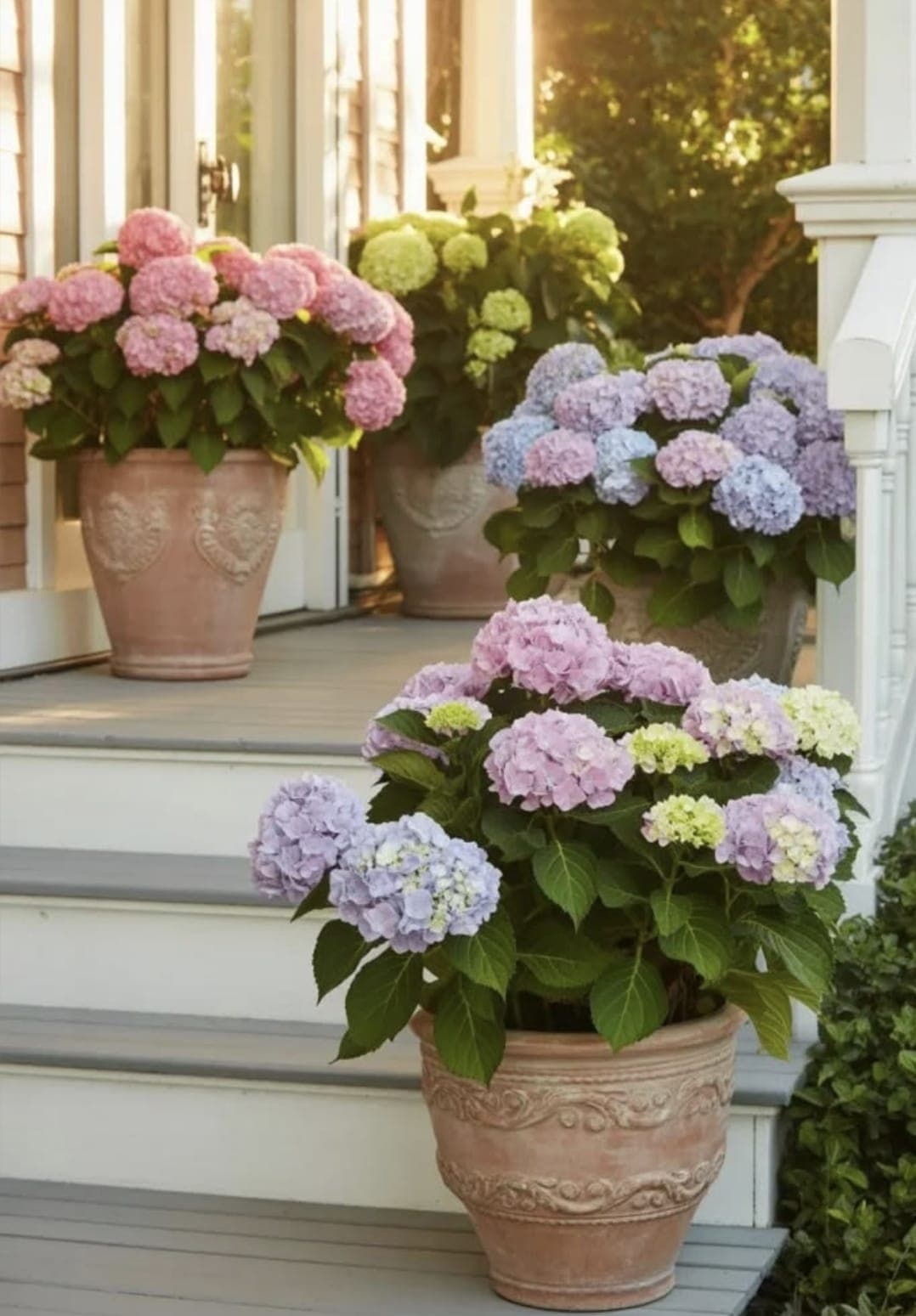 Hortensia miniature 2