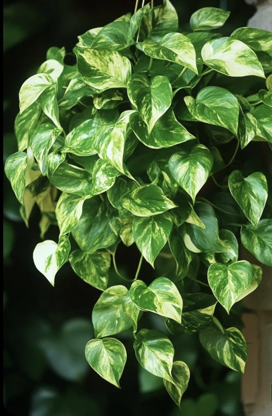 Pothos miniature 2