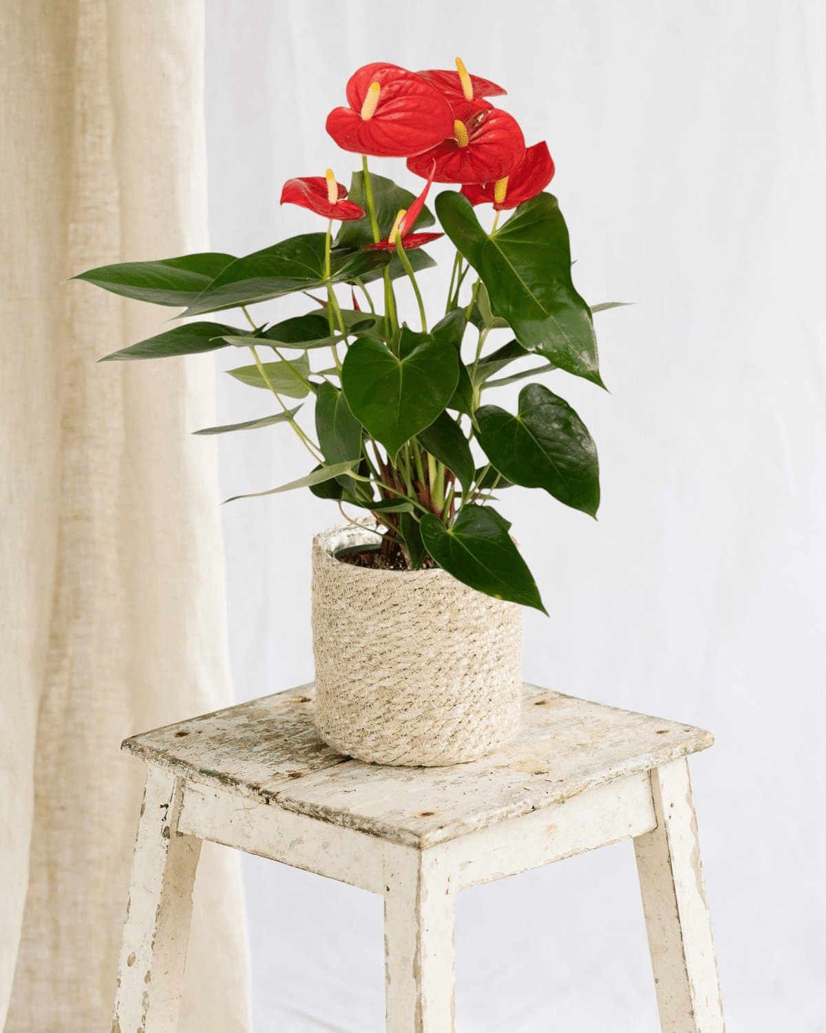 Photo de Anthurium