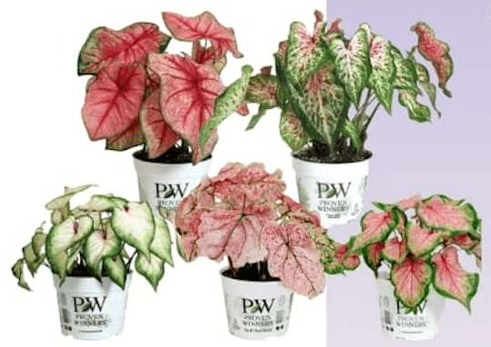 Photo de Caladium (oreille d'eléphant)