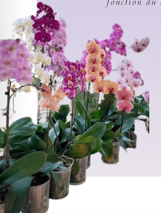 Orchidées — photo 1
