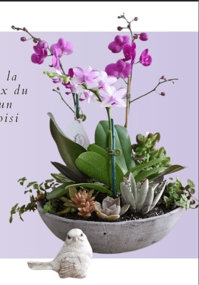 Compos d'orchidées — photo 1